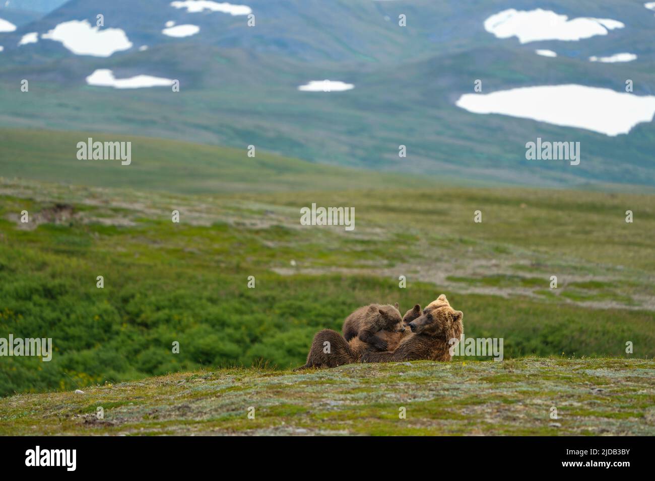 Orso bruno (Ursus arctos horribilis) che posa in un campo allattando i suoi due cuccioli; Katmai National Park and Preserve, Alaska, Stati Uniti d'America Foto Stock