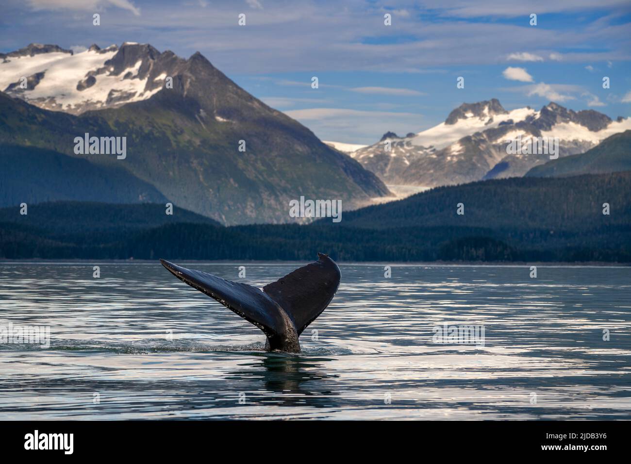 Una megattere (Megaptera novaeangliae) solleva i suoi trematodi mentre si nutre nel canale Lynn, all'interno del passaggio con il Ghiacciaio dell'Aquila e la catena costiera nel ... Foto Stock