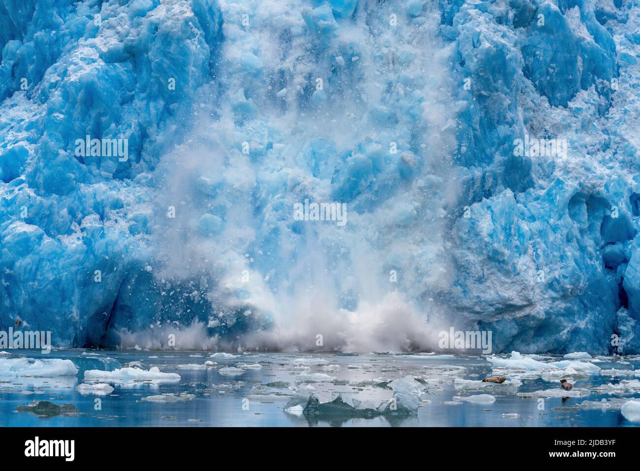 Foche del porto (Phoca vitulina) che riposano su un iceberg a Tracy Arm vicino alla faccia del Ghiacciaio South Sawyer mentre si distacca a Tracy Arm-Fords Terror Wi... Foto Stock