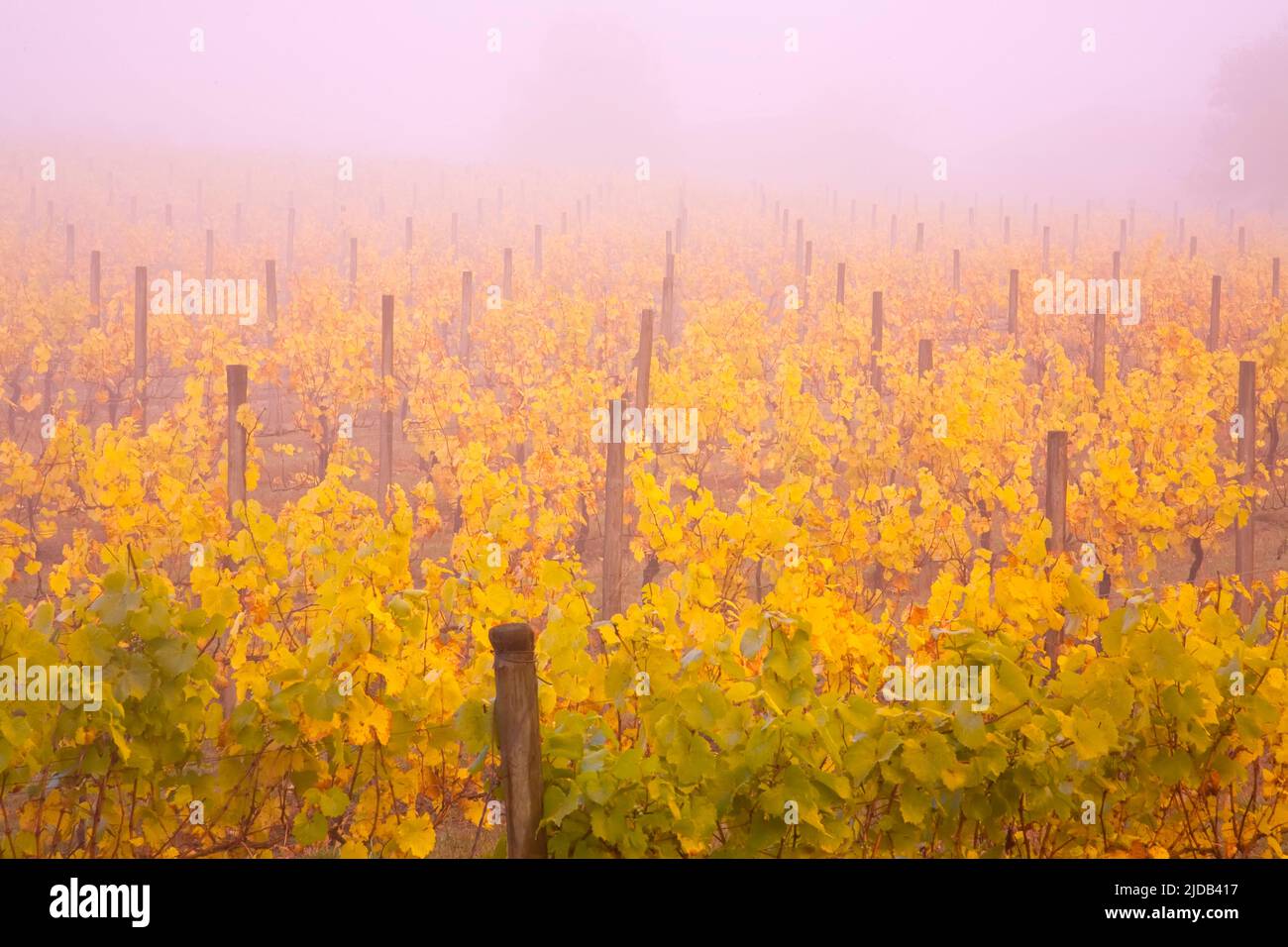 Vigneto nebbioso in autunno; Oregon, Stati Uniti d'America Foto Stock