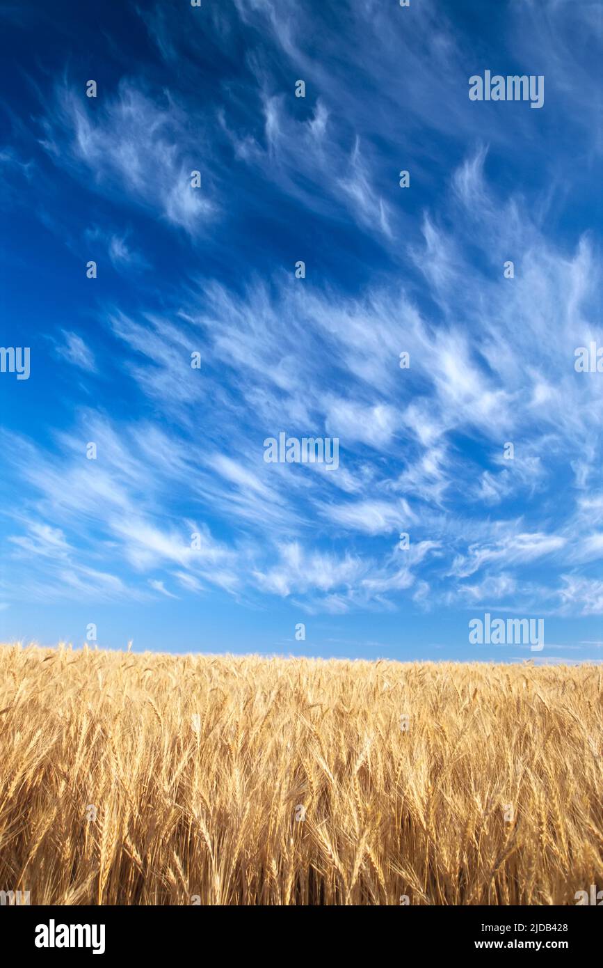 Campo di grano dorato che cresce all'orizzonte sotto le nuvole di neve in un cielo blu; stato di Washington, Stati Uniti d'America Foto Stock