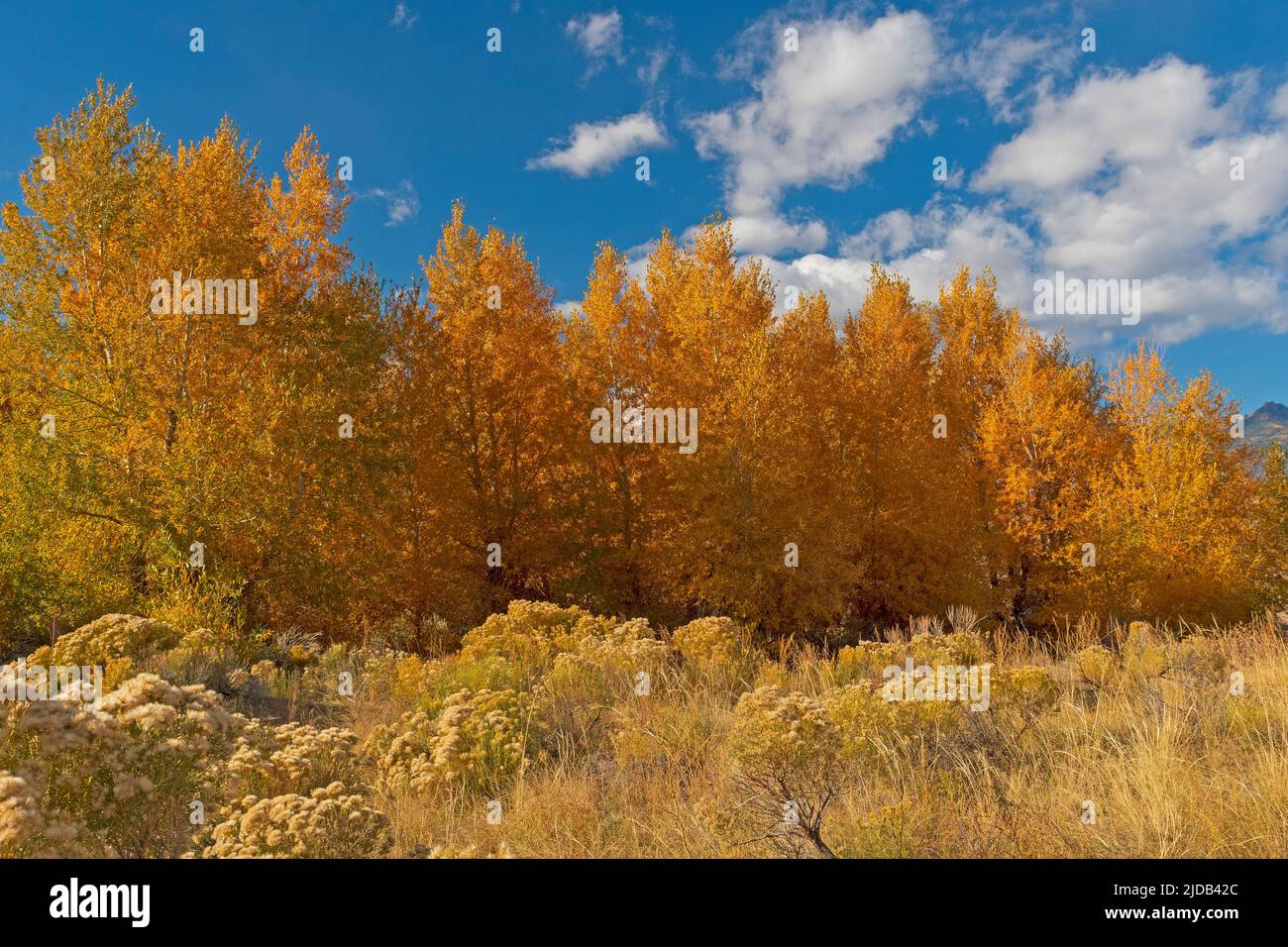 Stretto Cottonwood foglie in colori autunnali nel Parco Nazionale delle Great Sand Dunes in Colorado Foto Stock
