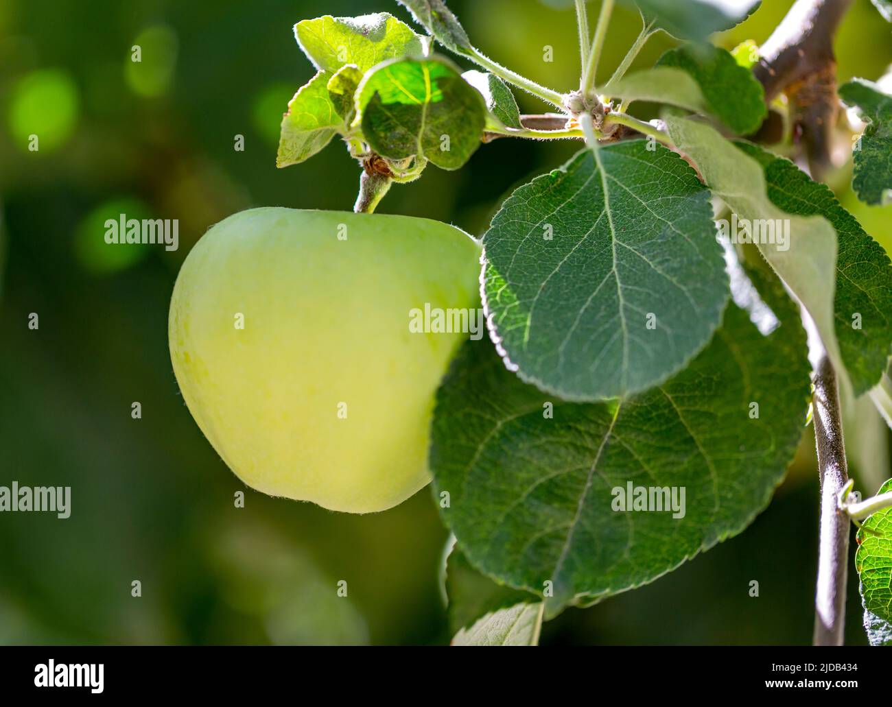 Primo piano di una mela verde (Malus) appesa a un albero; Madeira Park, Sunshine Coast, British Columbia, Canada Foto Stock