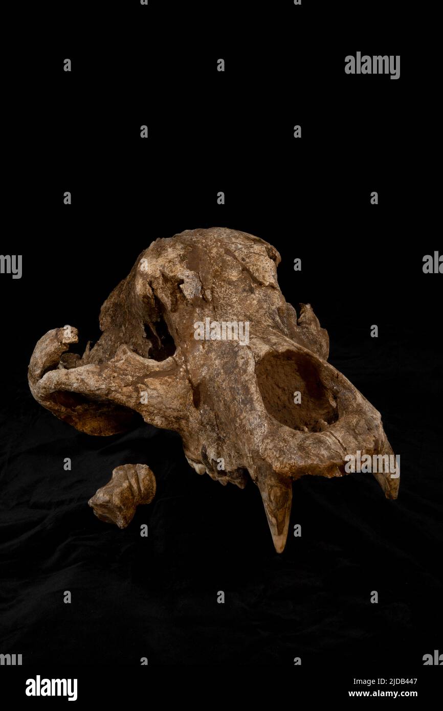 Questa è una fotografia del cranio dell'Orso accanto all'osso del cervo gigante o "Megaloceros", con le incisioni di Neanderthal scolpite. Queste ossa ... Foto Stock