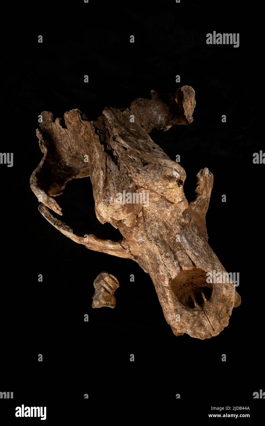 Questa è una fotografia del cranio dell'Orso accanto all'osso del cervo gigante o "Megaloceros", con le incisioni di Neanderthal scolpite. Queste ossa ... Foto Stock