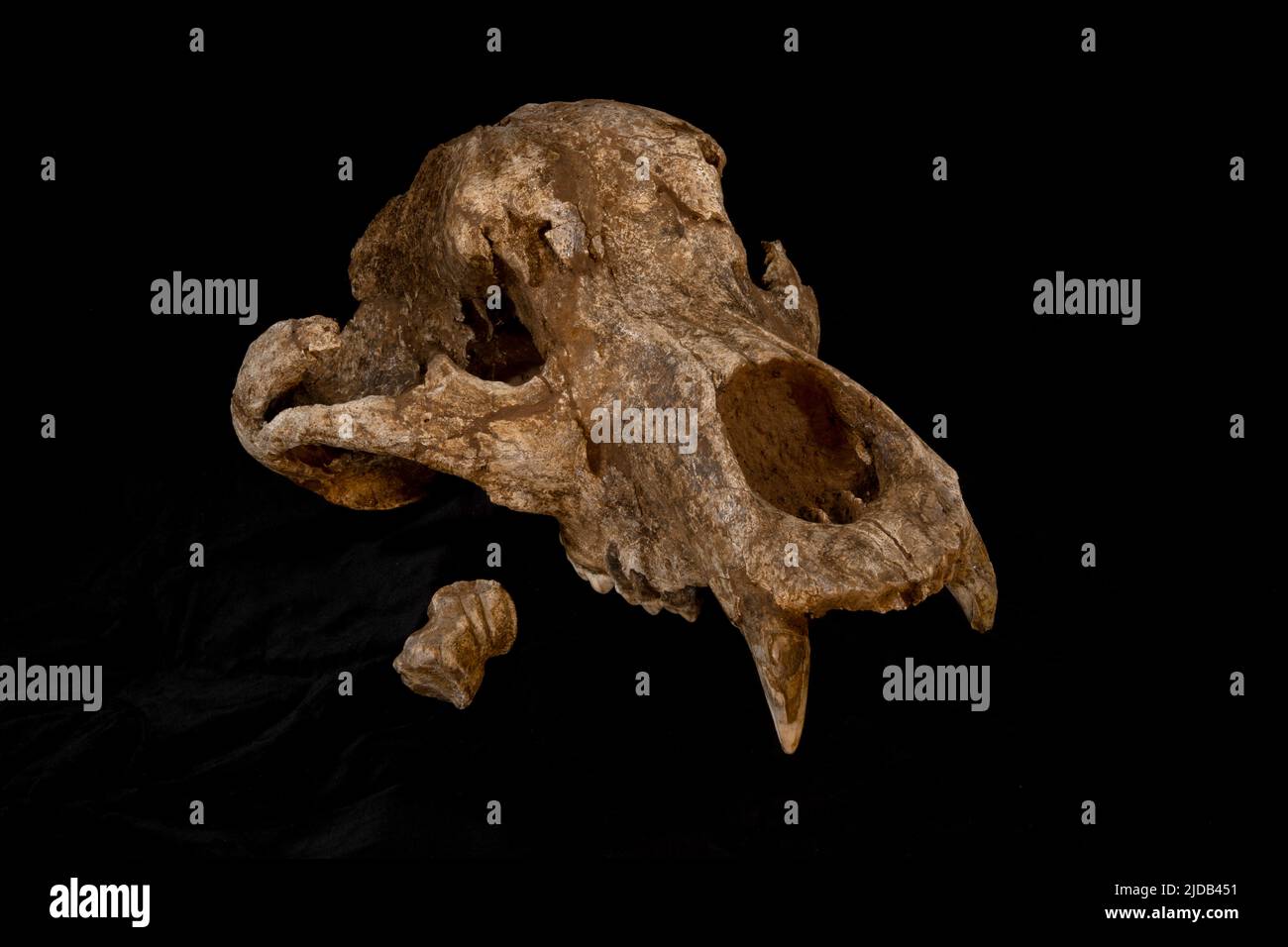 Questa è una fotografia del cranio dell'Orso accanto all'osso del Cervo gigante o "Megaloceros", con l'incisione di Neanderthal scolpita. Queste ossa... Foto Stock