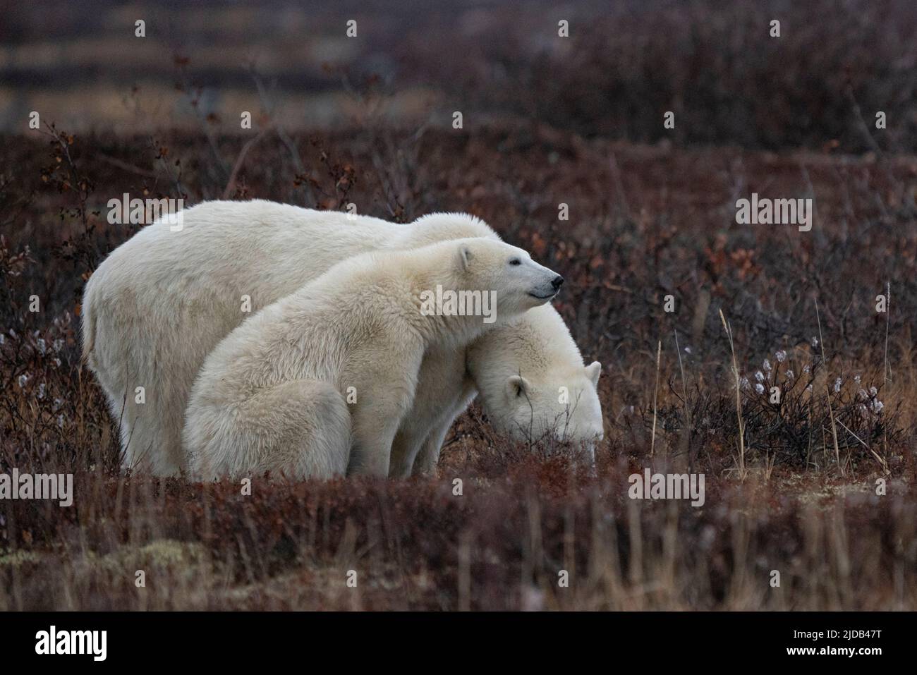 Orso polare e suo cucciolo (Ursus maritimus) in natura, Canada settentrionale, vicino a Churchill, Manitoba; Churchill, Manitoba, Canada Foto Stock