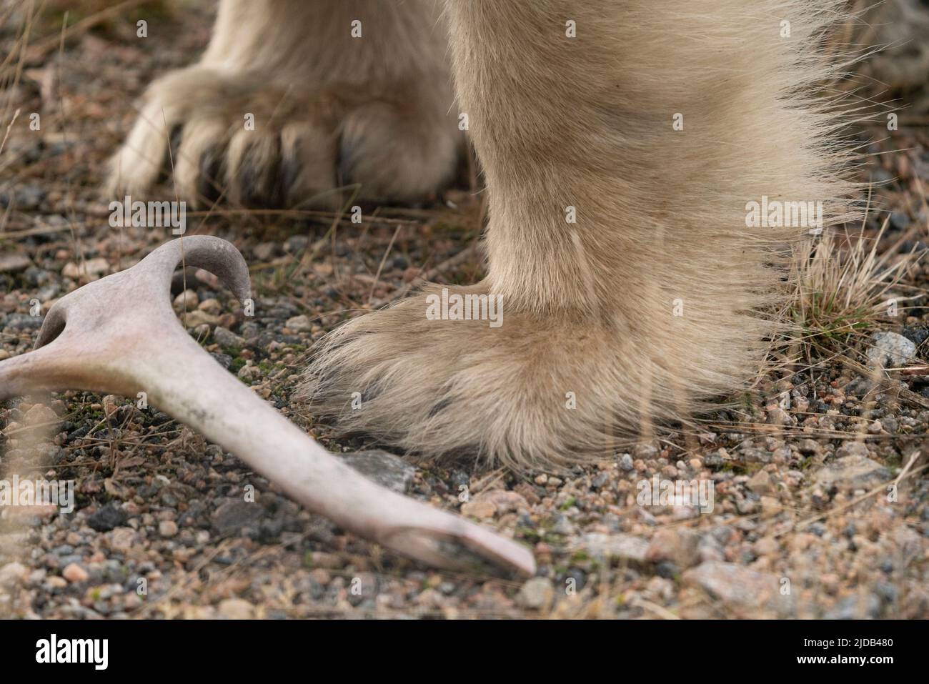 Zampa di orso polare (Ursus maritimus) con una corna davanti a sé a terra, nel Canada settentrionale; Churchill, Manitoba, Canada Foto Stock