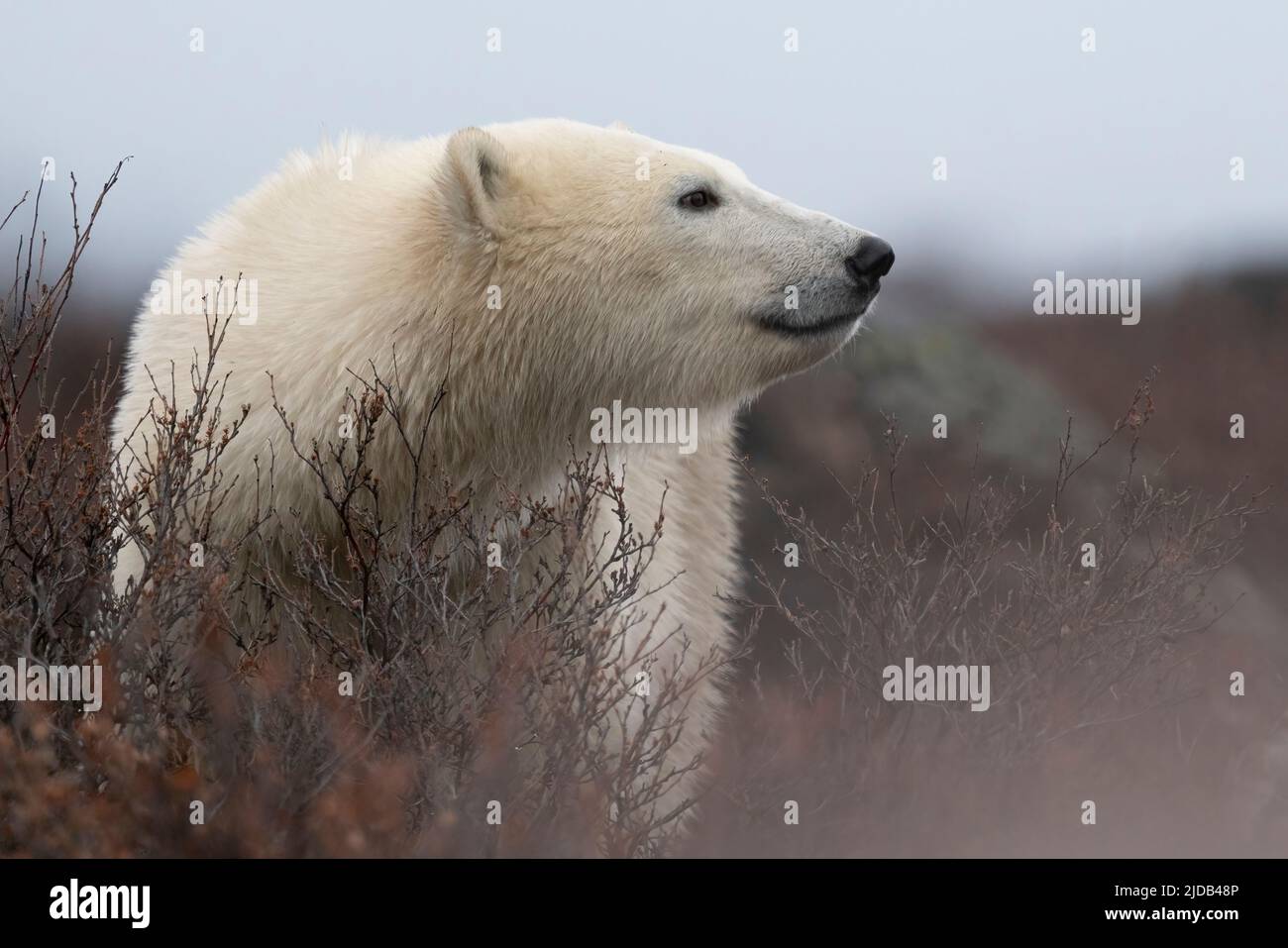 Orso polare (Ursus maritimus) nella natura selvaggia, vicino a Churchill, Manitoba; Churchill, Manitoba, Canada Foto Stock