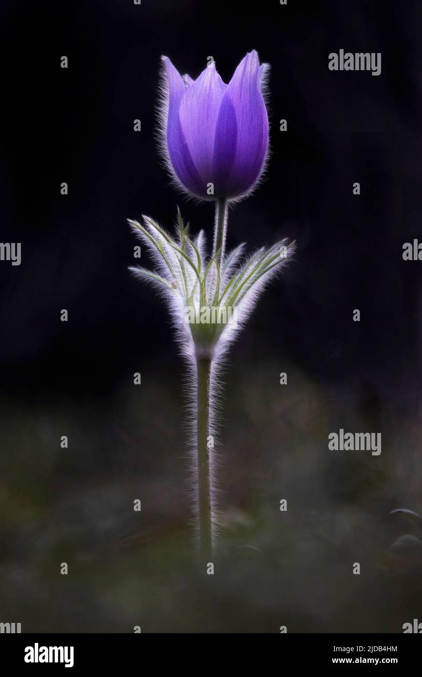 Tulipano viola illuminato con peli di piante che illuminano e nebulano intorno al gambo; studio Foto Stock