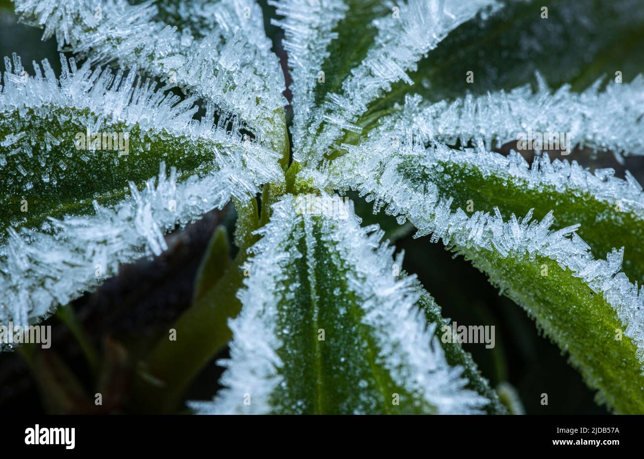 Dettaglio ravvicinato dei cristalli di ghiaccio della gelata in una fredda mattinata invernale sulle foglie di una pianta di Hellobore nella parte occidentale dello stato di Washington Foto Stock