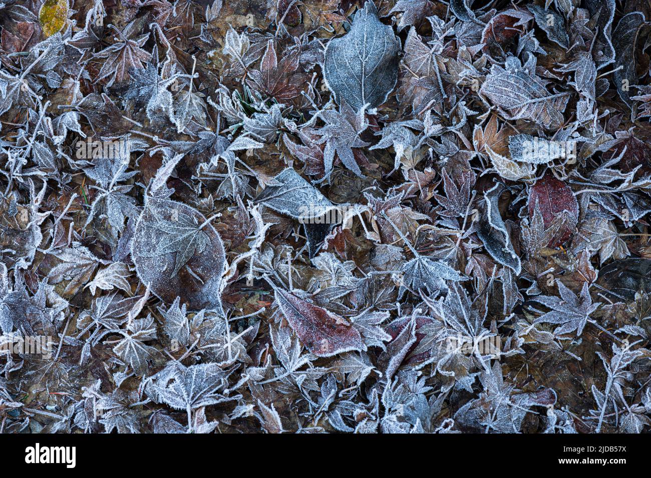 Le foglie cadute ricoperte di gelo nella parte occidentale dello stato di Washington in inverno; Olympia, Washington, Stati Uniti d'America Foto Stock