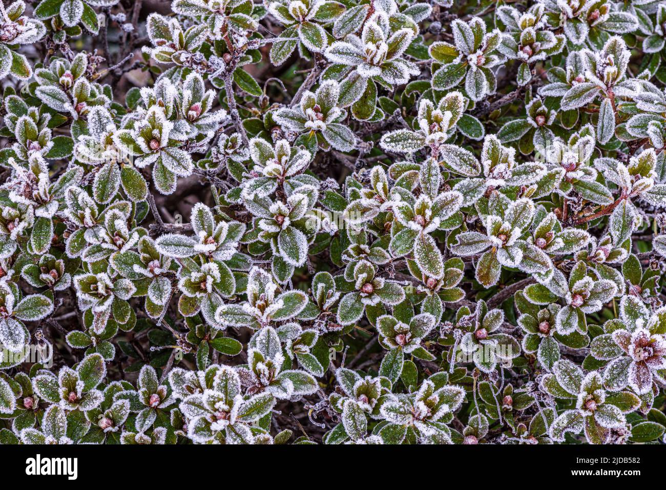 Gelo da una fredda mattina invernale sulle foglie di un rododendro in miniatura nella parte occidentale dello stato di Washington; Olympia, Washington, Stati Uniti d'America Foto Stock