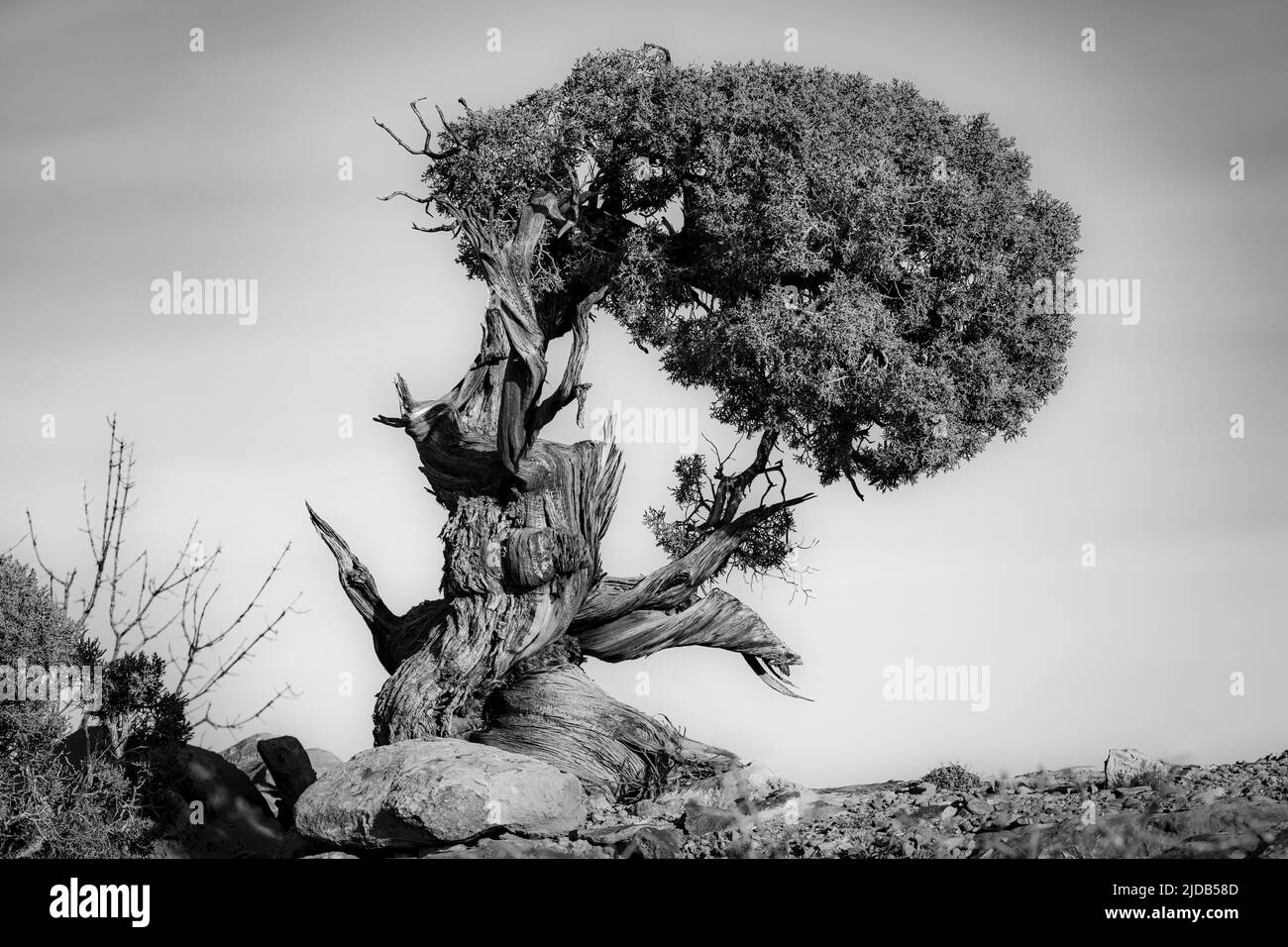 Immagine in bianco e nero di un antico albero di ginepro contorto e storto nel Canyonlands National Park; Moab, Utah, Stati Uniti d'America Foto Stock