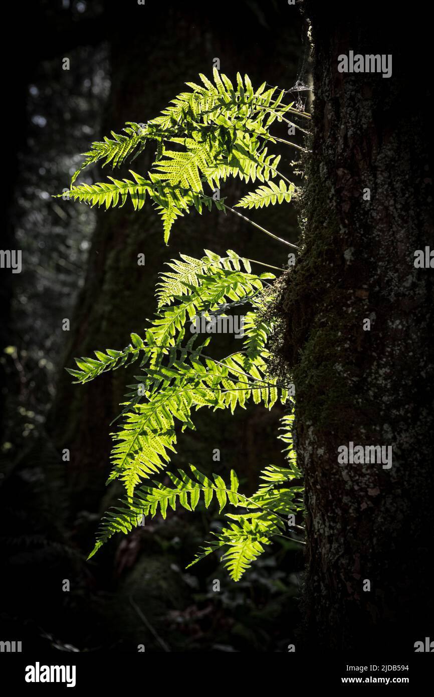 Spada Ferns retroilluminati che prendono residenza sulla corteccia di un albero di cedro nello stato di Washington occidentale; Olympia, Washington, Stati Uniti d'America Foto Stock