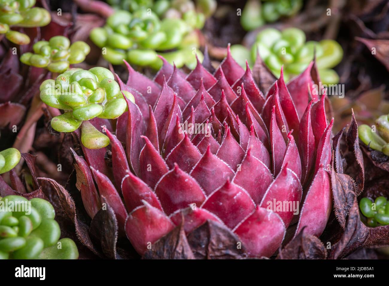 Red Ruben Hen and Chicks (House Leek) succulenta pianta casalinga; Olympia, Washington, Stati Uniti d'America Foto Stock