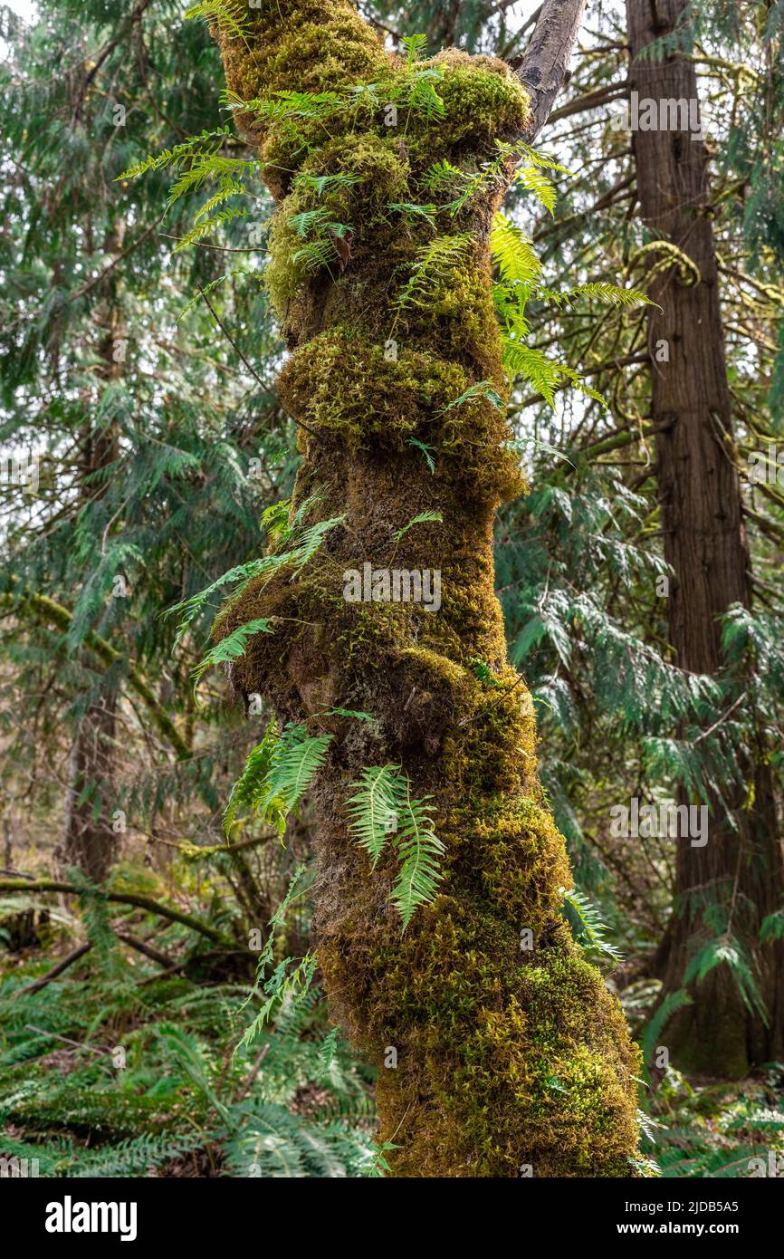 Un tipico albero di cedro di Washington occidentale avvolto in muschio e felci in crescita; Washington, Stati Uniti d'America Foto Stock
