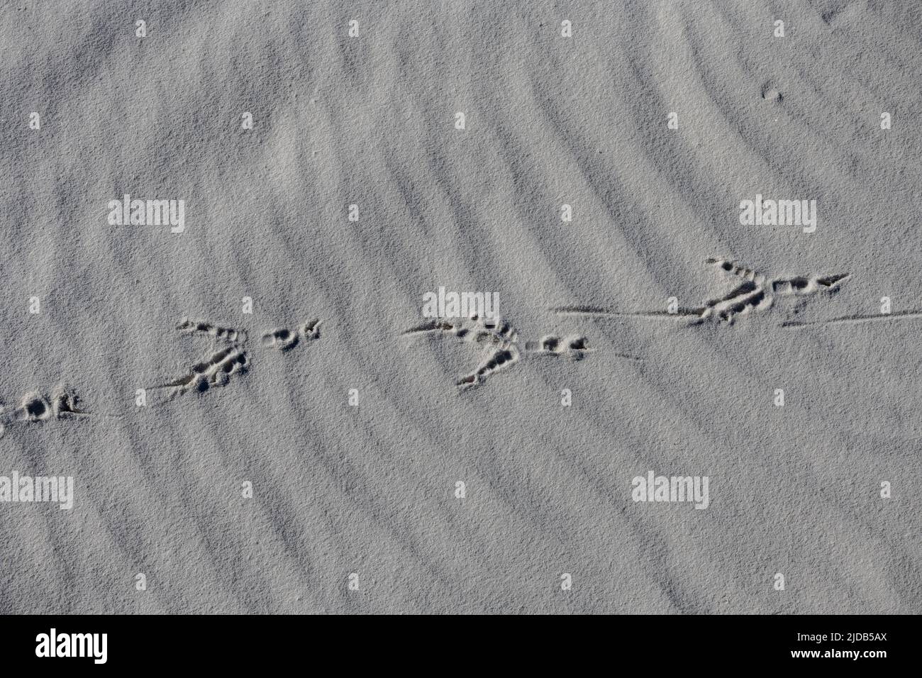Tracce di uccelli attraverso le sabbie bianche di gesso del White Sands National Monument; Alamagordo, New Mexico, Stati Uniti d'America Foto Stock