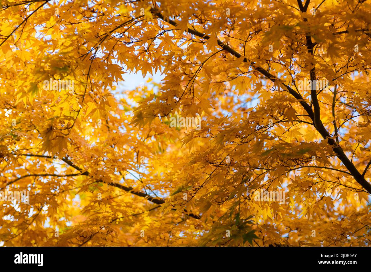 Splendide foglie gialle nei colori autunnali su un albero d'acero ornamentale: Olympia, Washington, Stati Uniti d'America Foto Stock