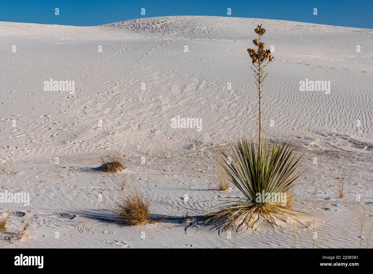 Pianta di Yucca sopravvissuta nel White Sands National Monument; Alamagordo, nuovo Messico, Stati Uniti d'America Foto Stock