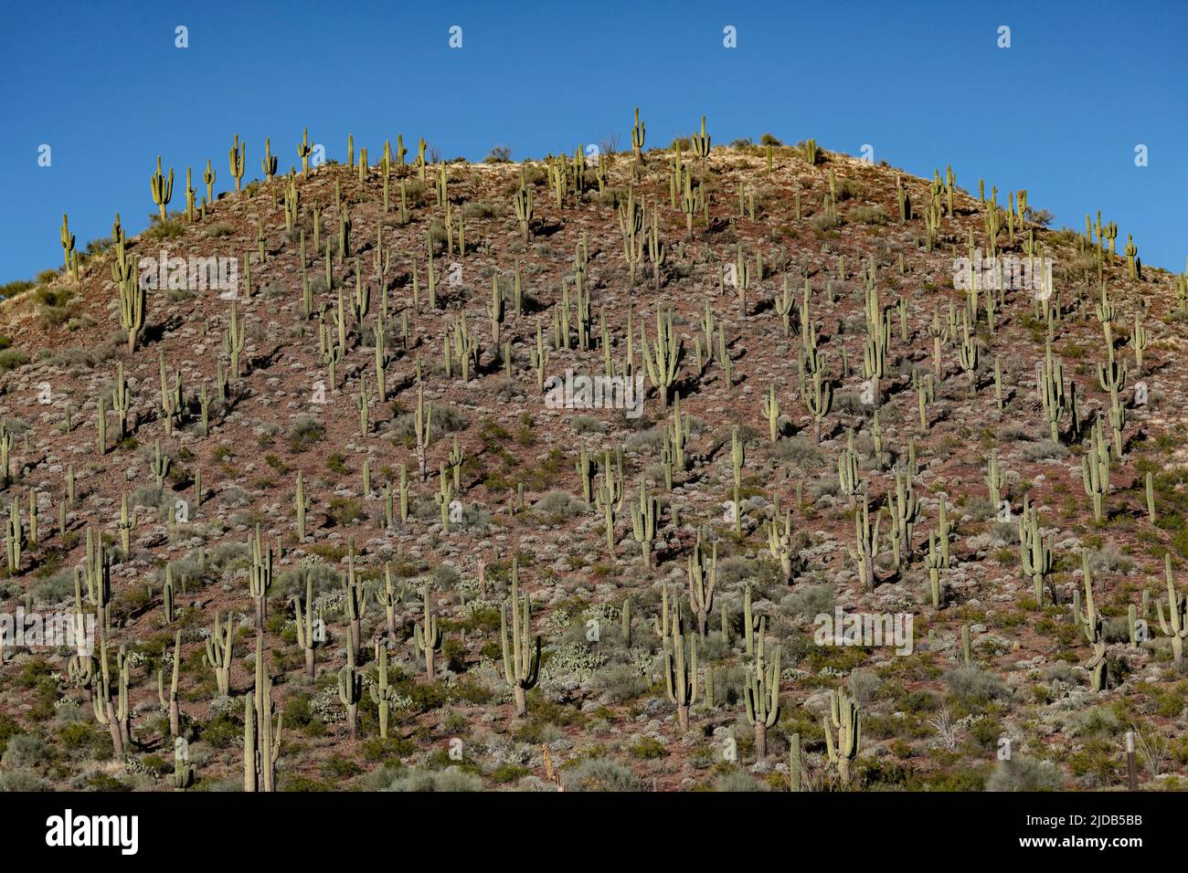 Collina in Arizona coperta di grandi cactus Seguaro in una giornata di sole brillante; Peridot, Arizona, Stati Uniti d'America Foto Stock