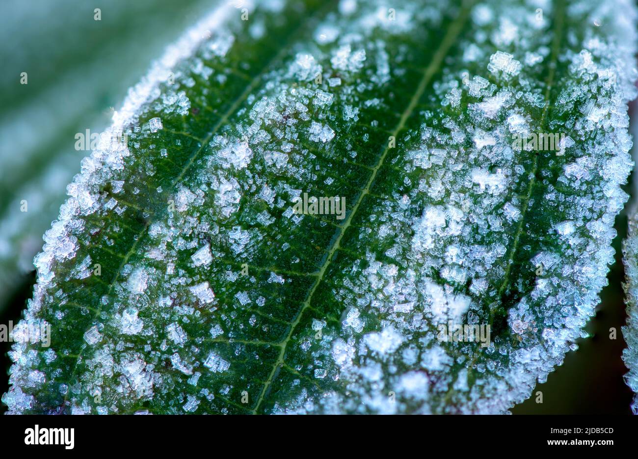 Gelo cristallizzato su una foglia di Viburnum; Olympia, Washington, Stati Uniti d'America Foto Stock