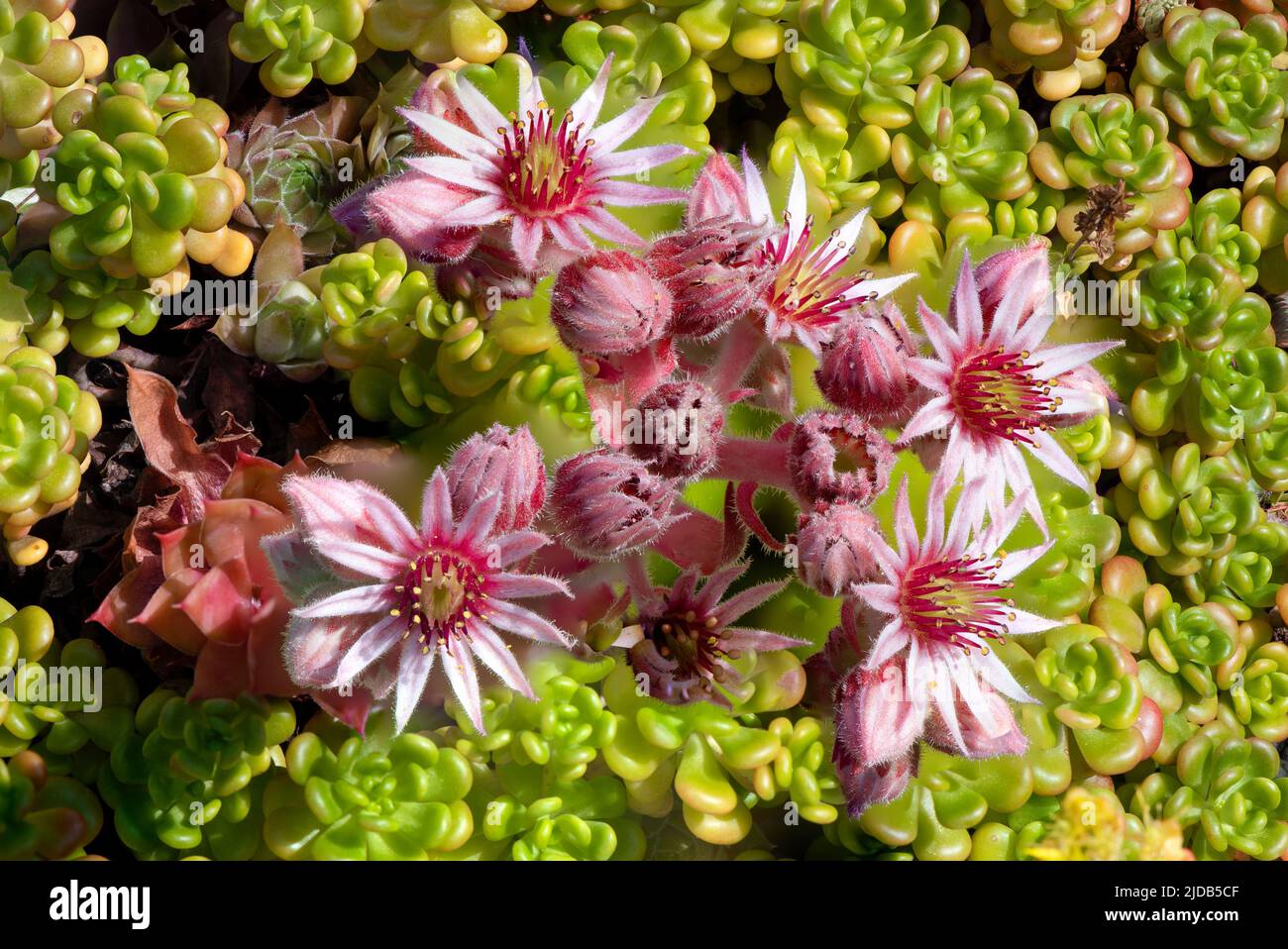 Fiori della pianta succulenta Hen e pulcini; Olympia, Washington, Stati Uniti d'America Foto Stock
