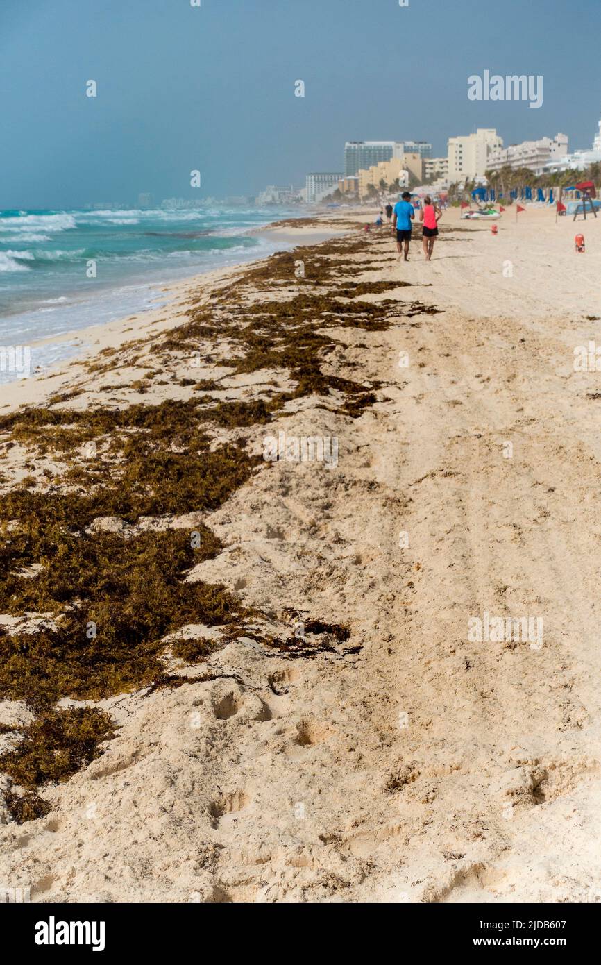 Sargassum sulla spiaggia a Cancun, Messico Foto Stock