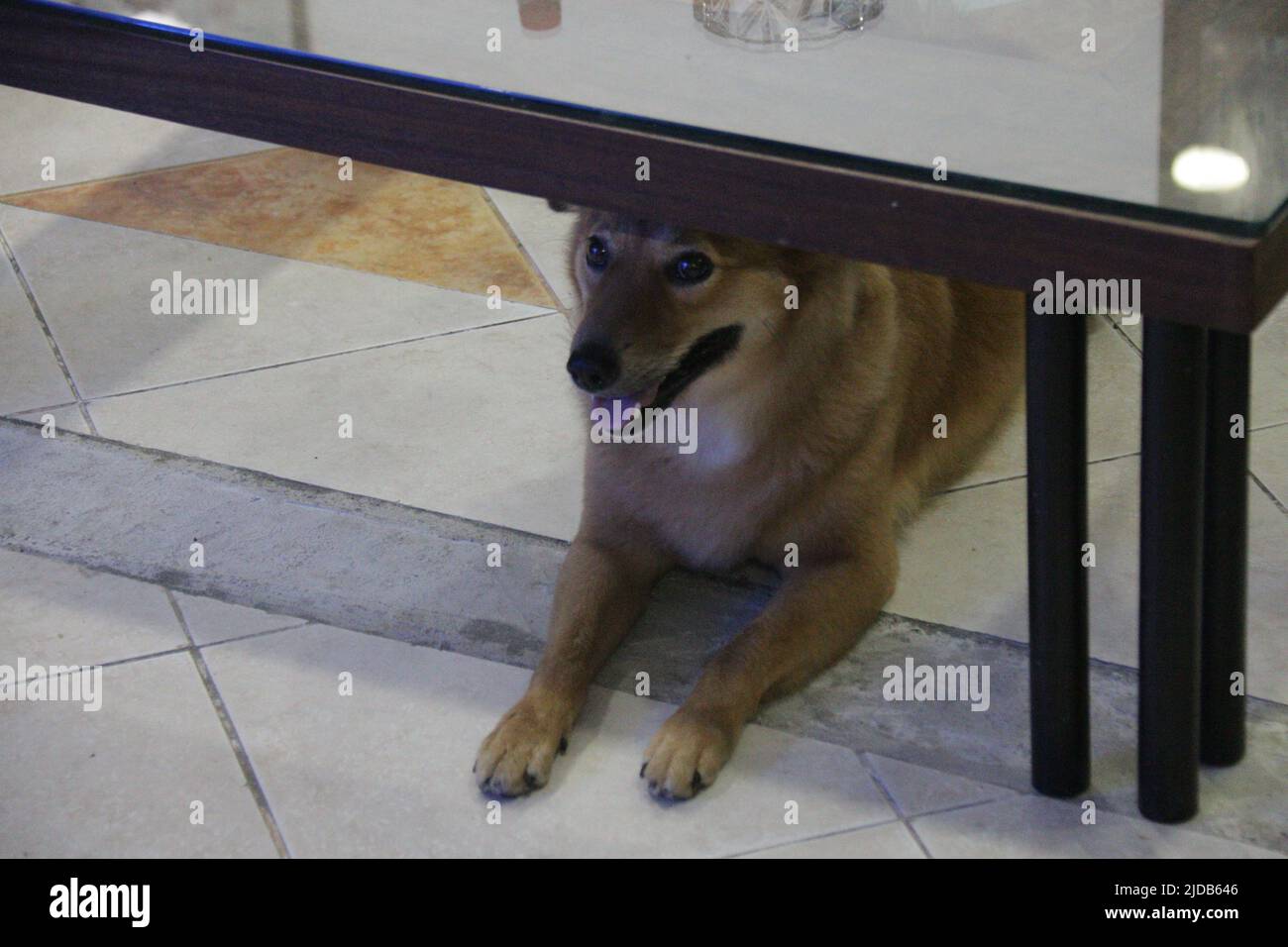 Cani da compagnia in casa, Sri Lanka Foto Stock