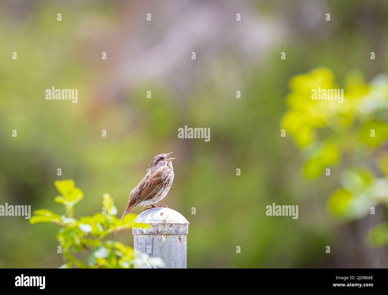 Un Song Sparrow è appollaiato su una recinzione del parco. Canto di canti passero in Park Canada Foto Stock