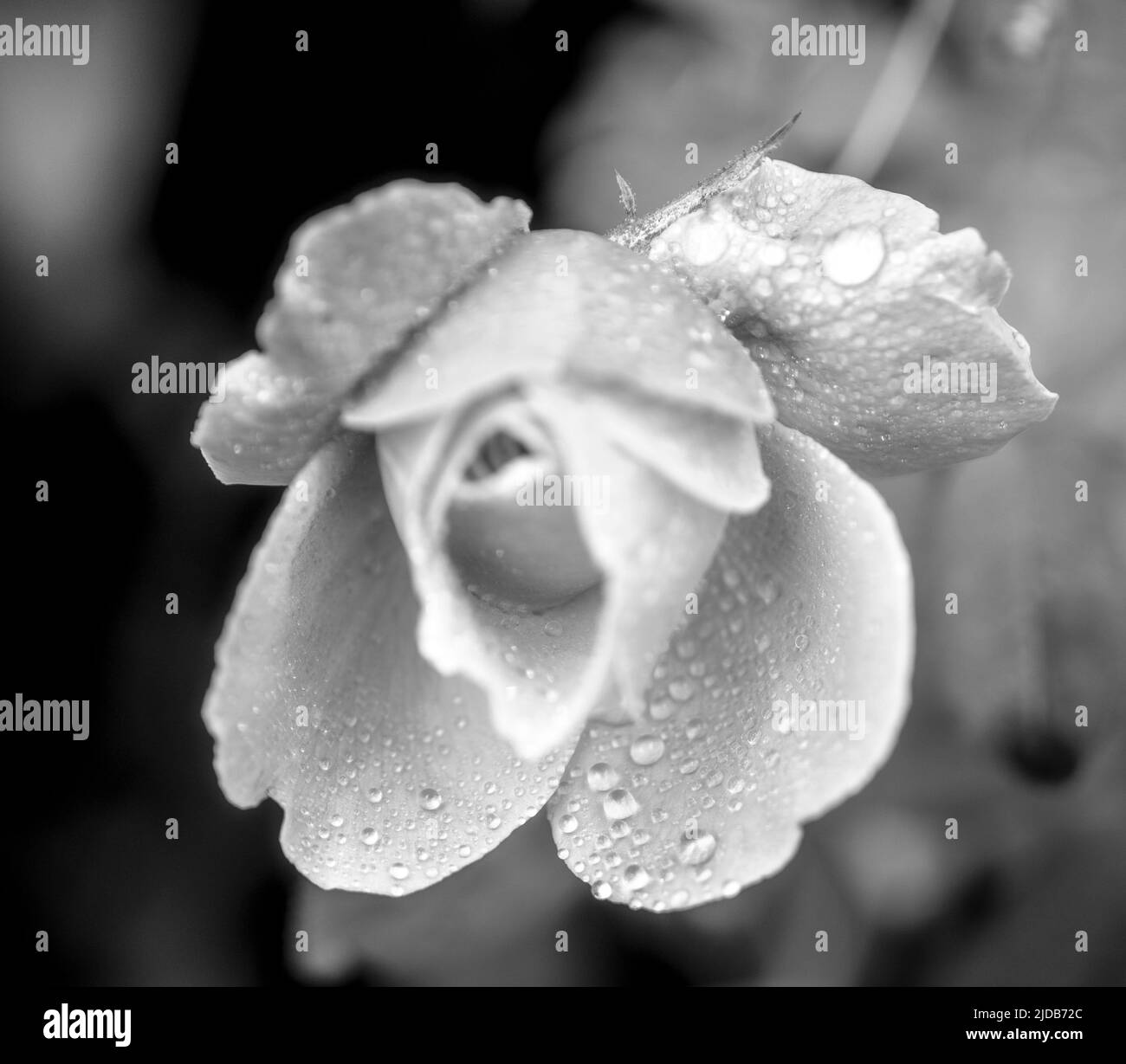 La rosa fiorisce al sole del mattino nel bellissimo giardino Foto Stock