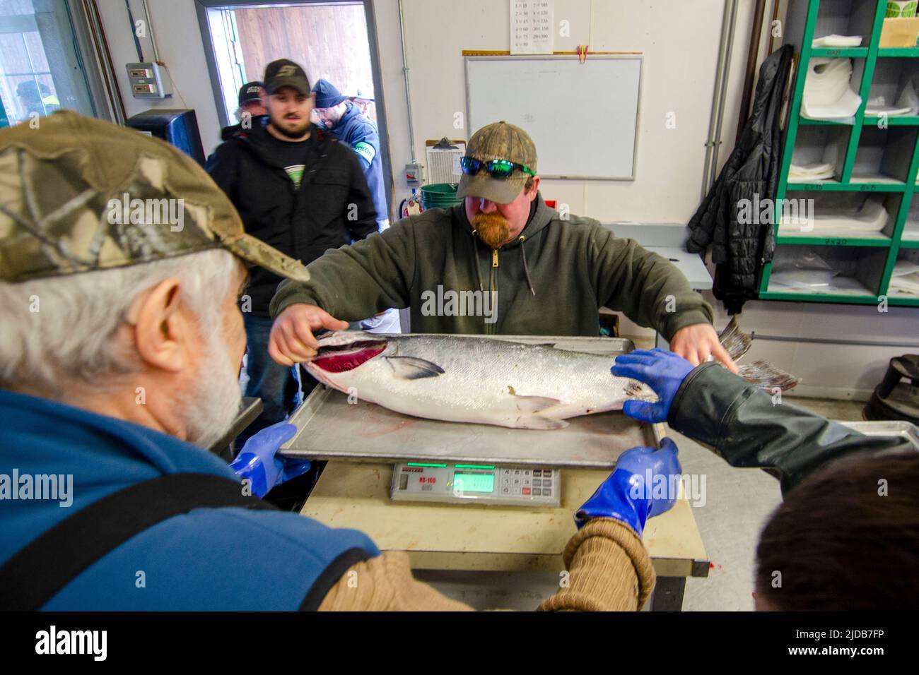 Un pescatore pesa il suo salmone reale durante il 26° torneo annuale di salmone del re d'inverno di Homer nel 2019; Homer, Alaska, Stati Uniti d'America Foto Stock