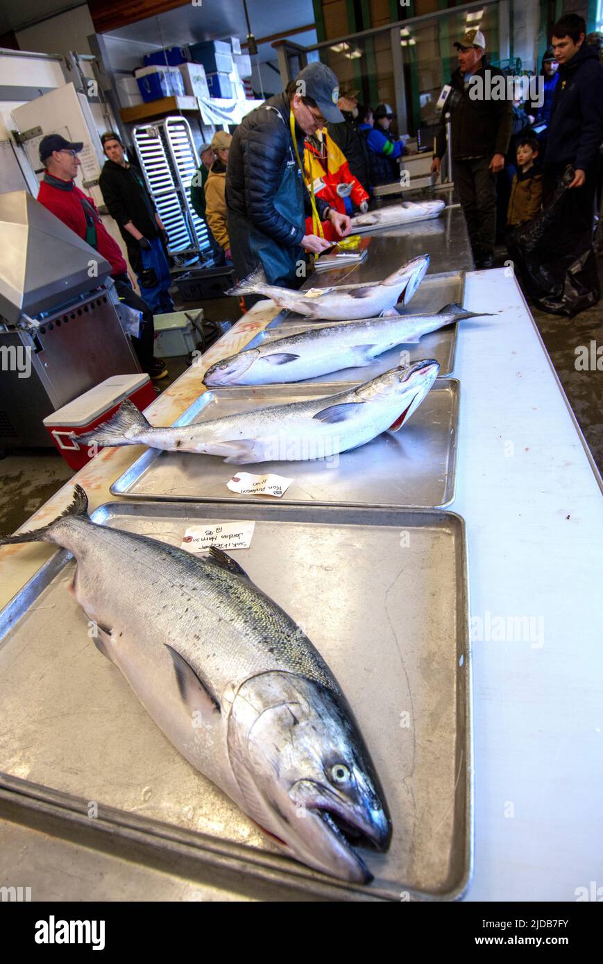 Scene al weigh-in durante la 24a edizione del Kachemak Bay Winter King Tournament, 25 marzo 2017; Homer, Alaska, Stati Uniti d'America Foto Stock