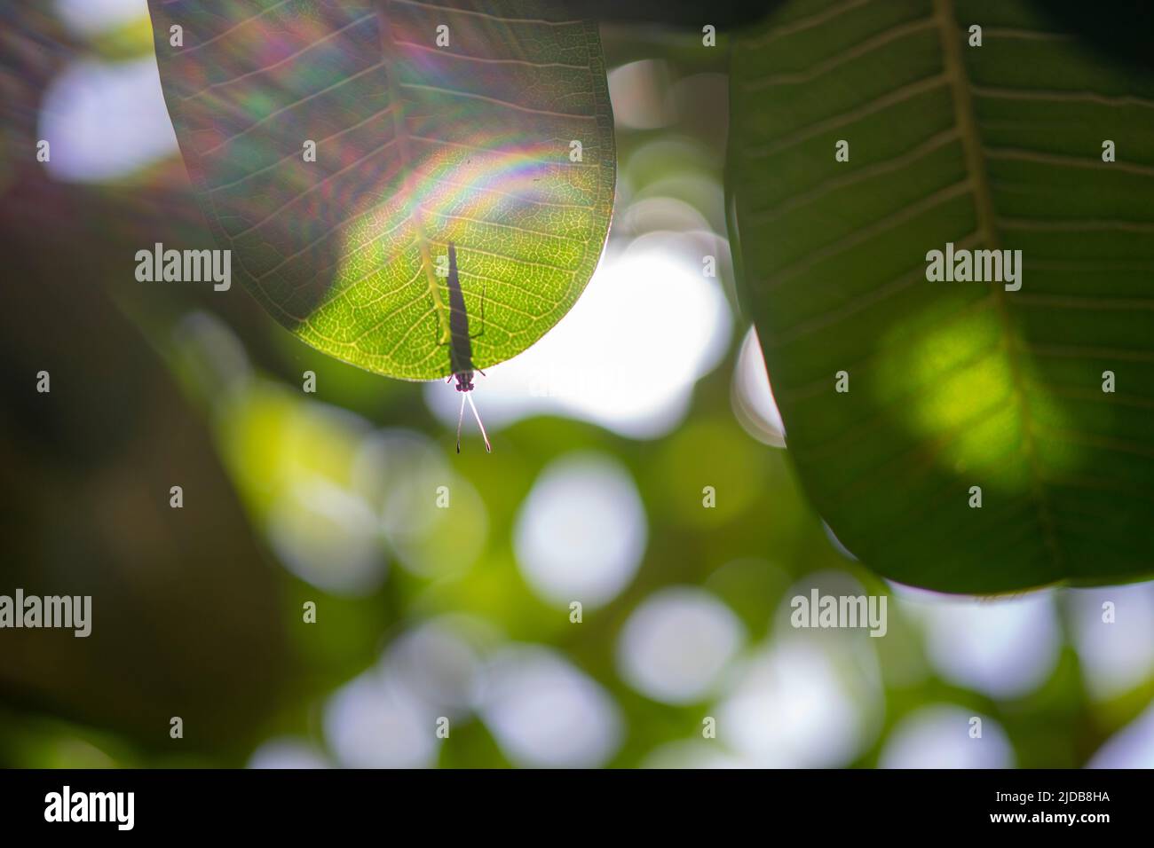Gli insetti volano ovunque nella giungla tropicale del vietnam del sud Foto Stock