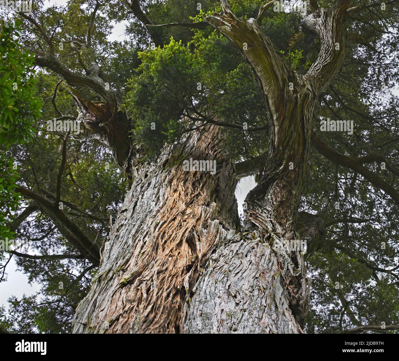 Mills Totara Tree a Peel Forest, North Otago, Nuova Zelanda. Foto Stock