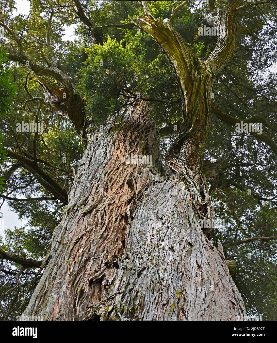 Mills Totara Tree a Peel Forest, North Otago, Nuova Zelanda. Foto Stock