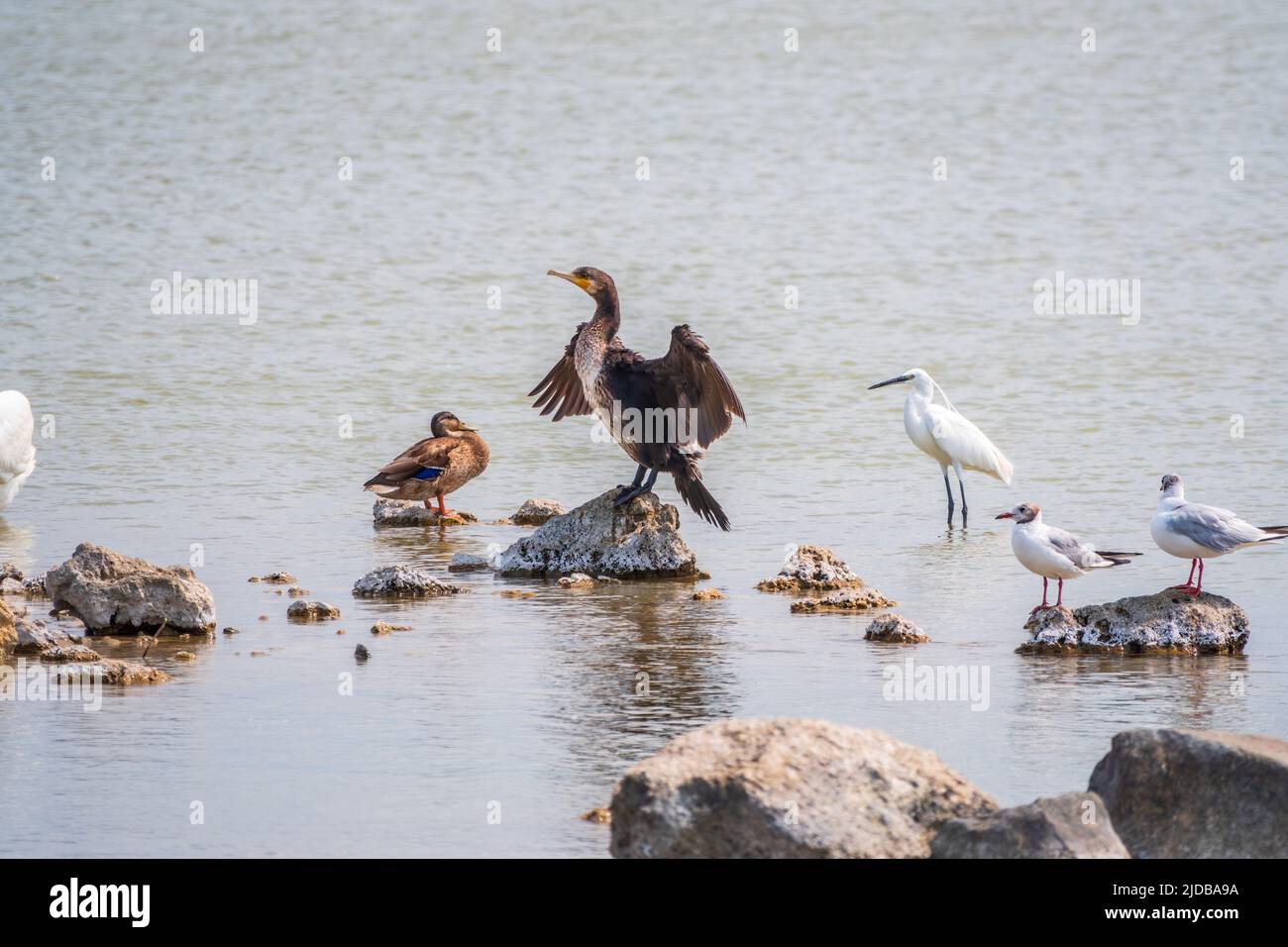 Airone bianco piccolo, o airone piccolo, garzetta di Egretta, e cormorano grande, carbo di Phalacrocorax, seduto su una scogliera e alla ricerca di pesci in wat poco profondo Foto Stock