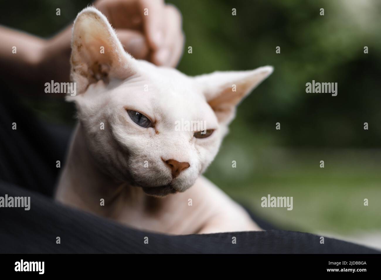 Primo piano ritratto di gatto sfinge, in erba verde, passeggiate all'aperto. Accarezzare a mano Foto Stock