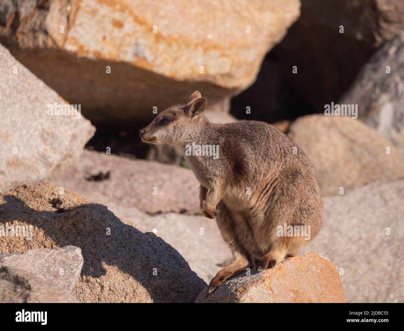 Allied Rock Wallaby, noto anche come Weasel Rock Wallaby, Petrogale assimilis, a Magnetic Island. Foto Stock