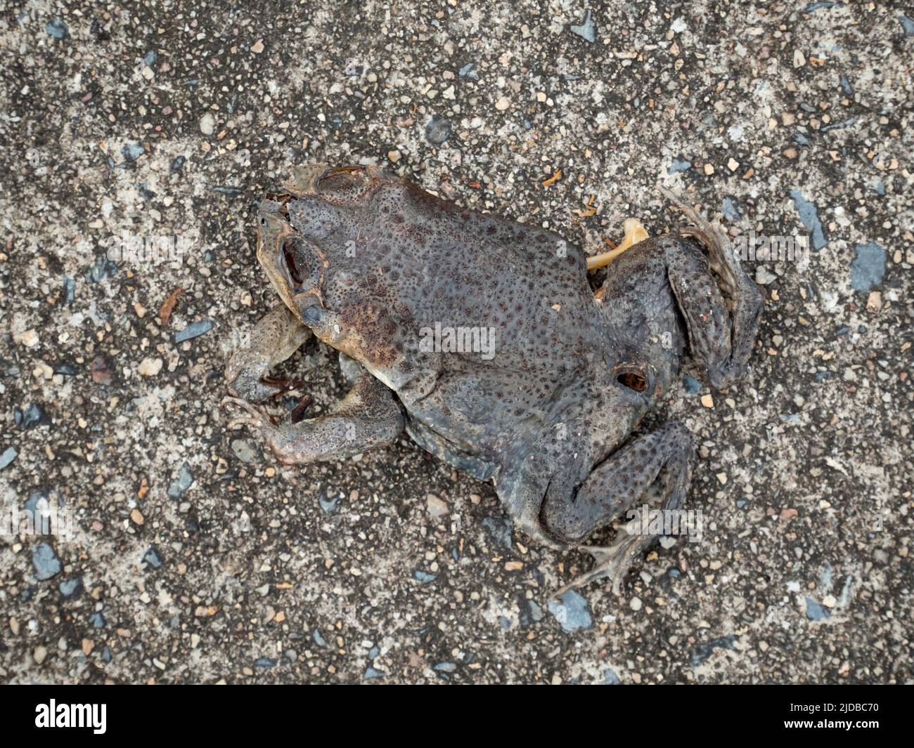 Morto e asciugato rospo di canna, Rhinella marina, su una strada nel nord dell'Australia Foto Stock