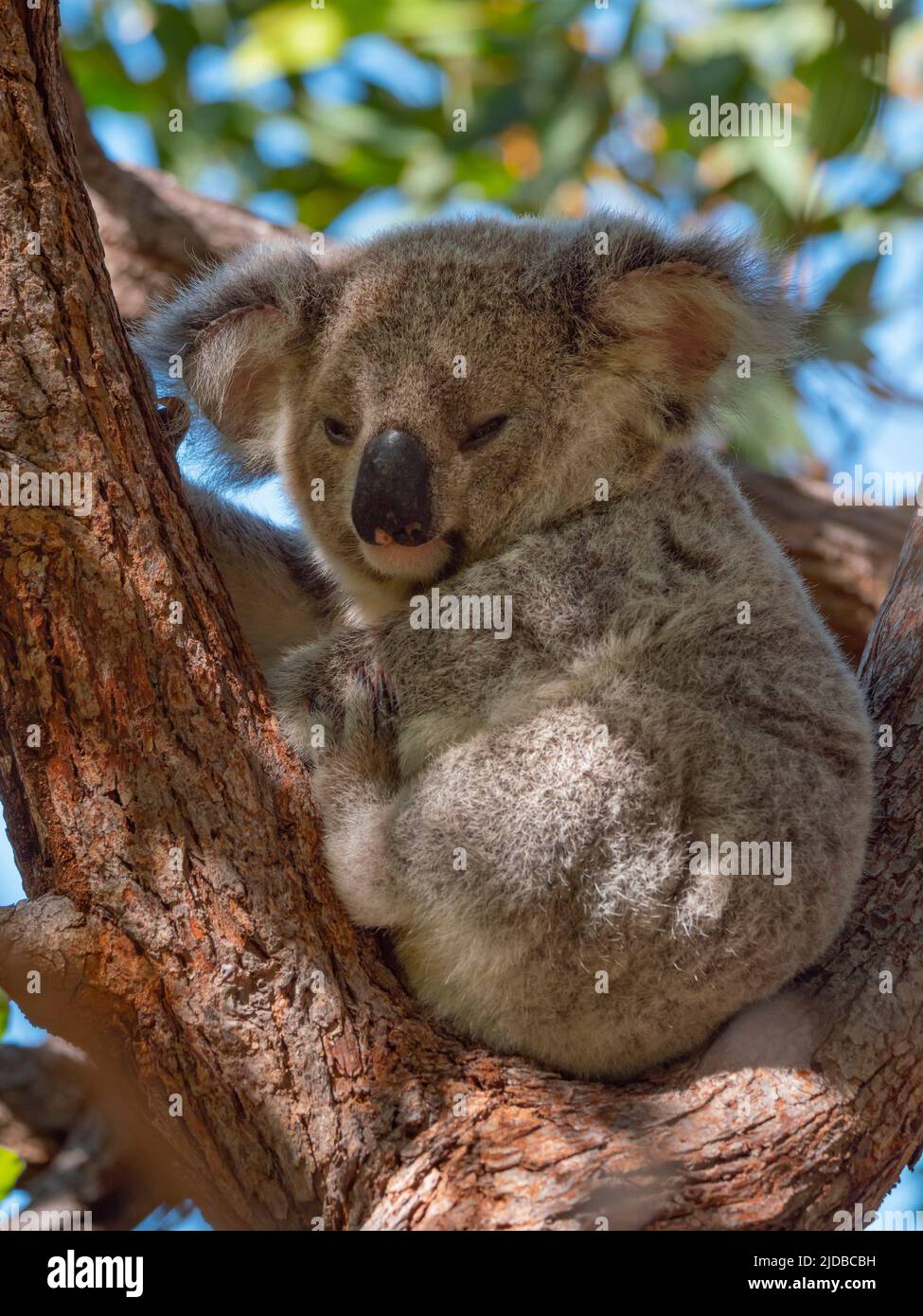 Un giovane Koala, Phascolarctos cinereus, seduto in un albero. Foto Stock