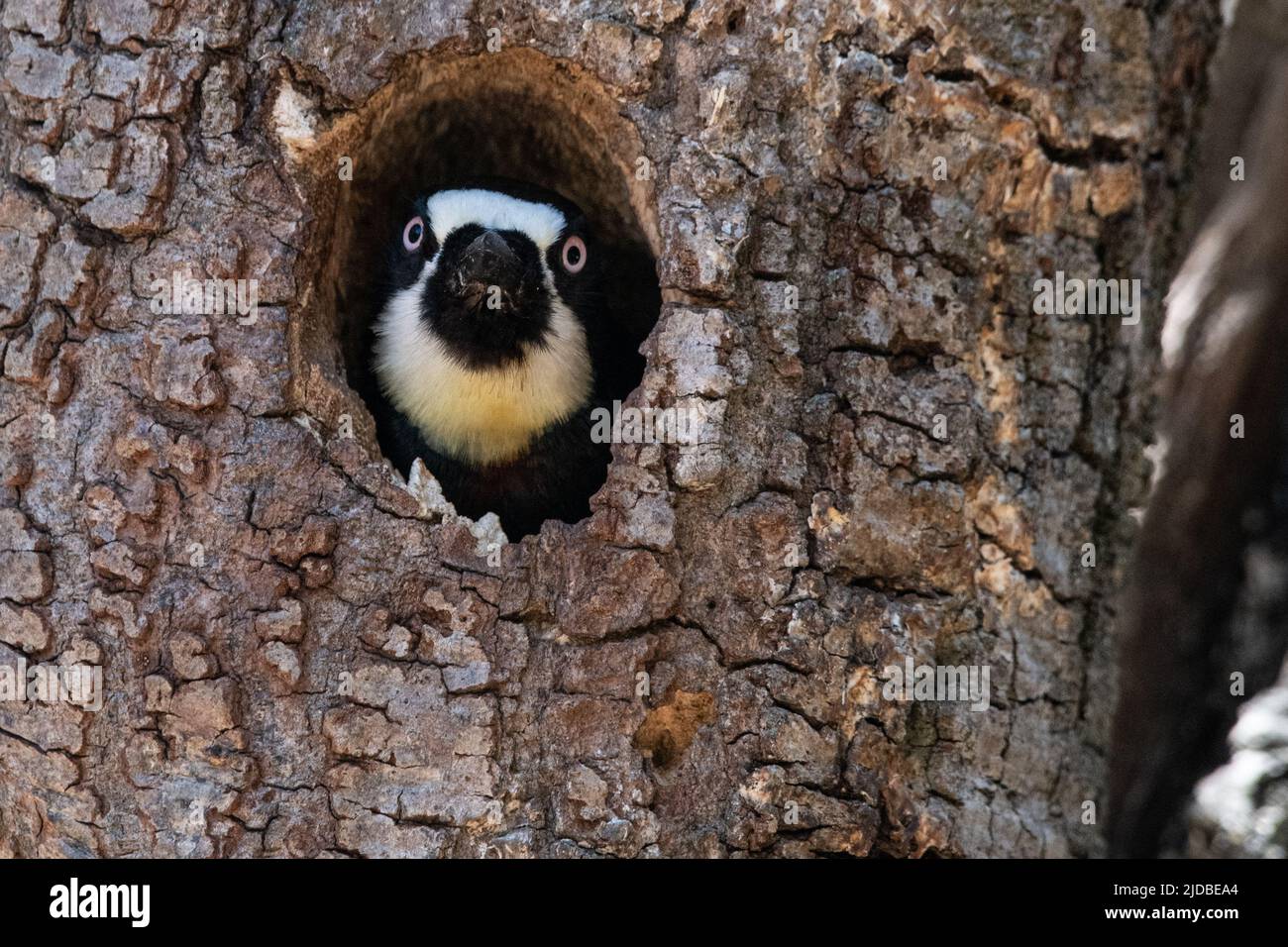 Un picchio acorno (Melanerpes formicivorus) che guarda fuori dal buco dell'albero dove si annidano nella contea di Sonoma, California, USA. Foto Stock