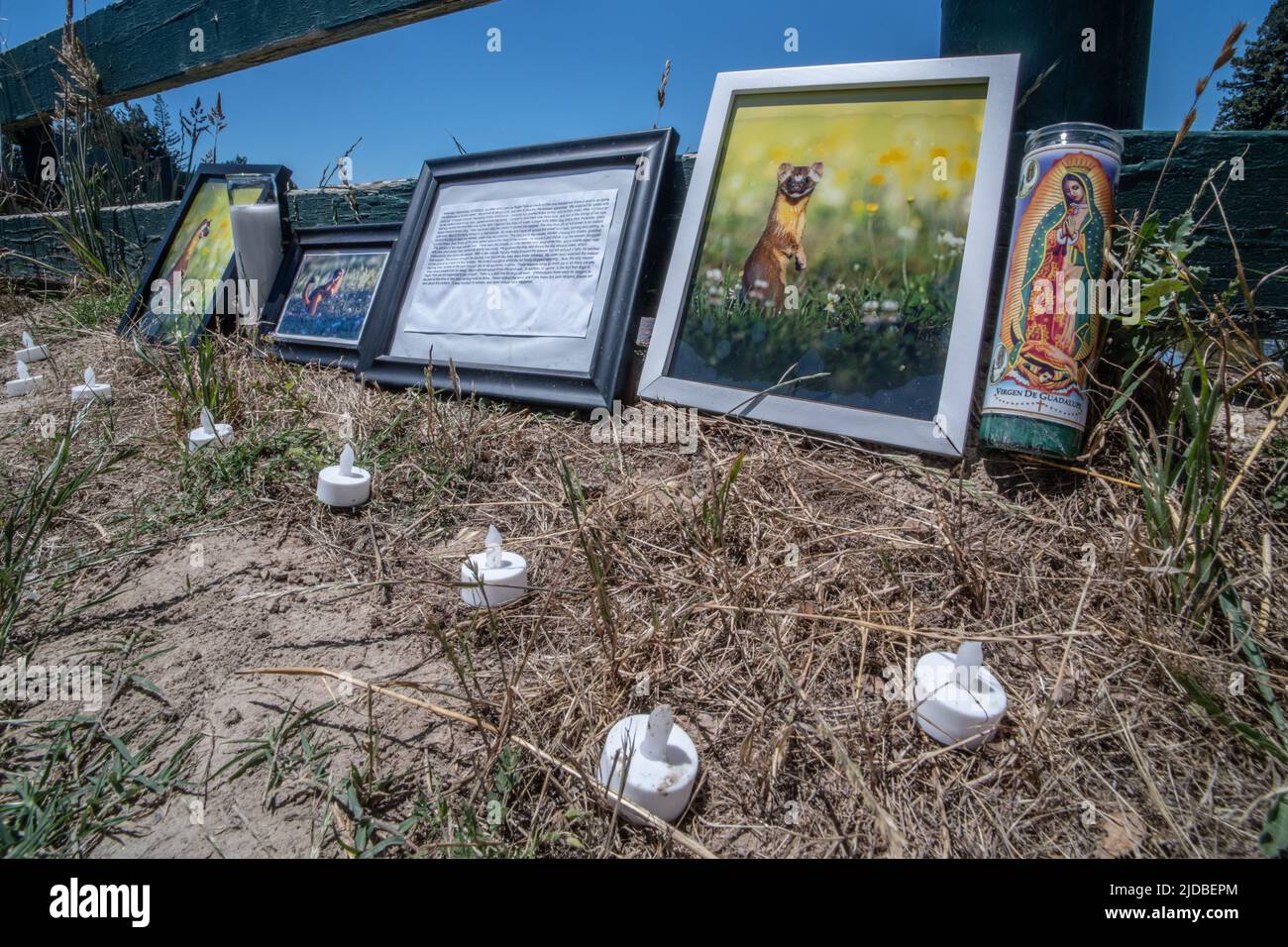 Un piccolo santuario o monumento a una donnola locale a coda lunga dopo che è stata uccisa da un cane al guinzaglio nella California del Nord, USA. Foto Stock