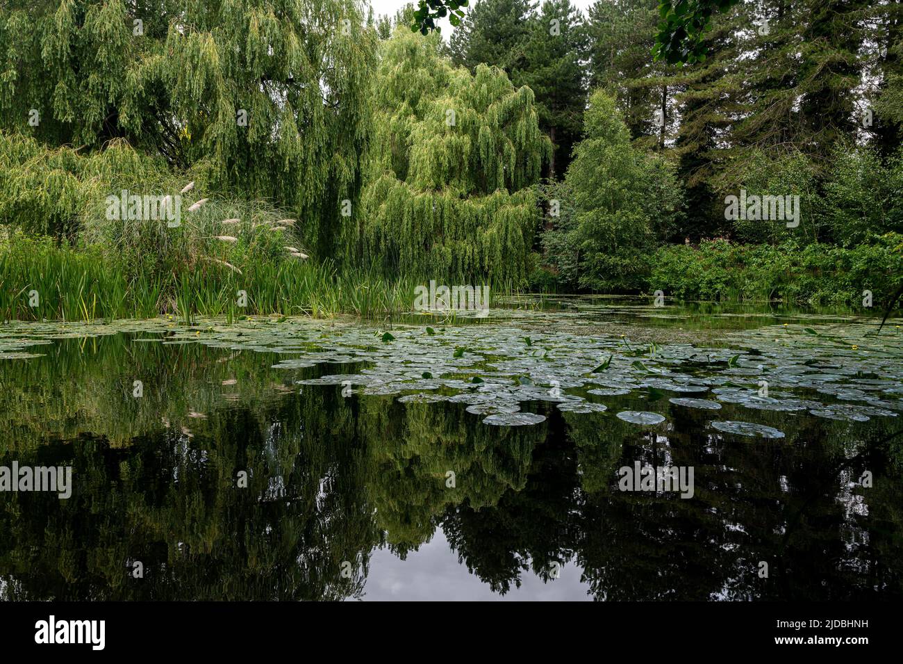 Vista panoramica dei giardini acquatici a Gooderstone, nella parte occidentale del norfolk, Regno Unito. Foto Stock