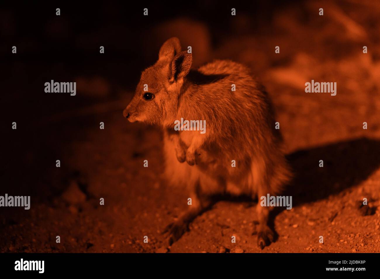 Mala fuori per il cibo di notte Foto Stock