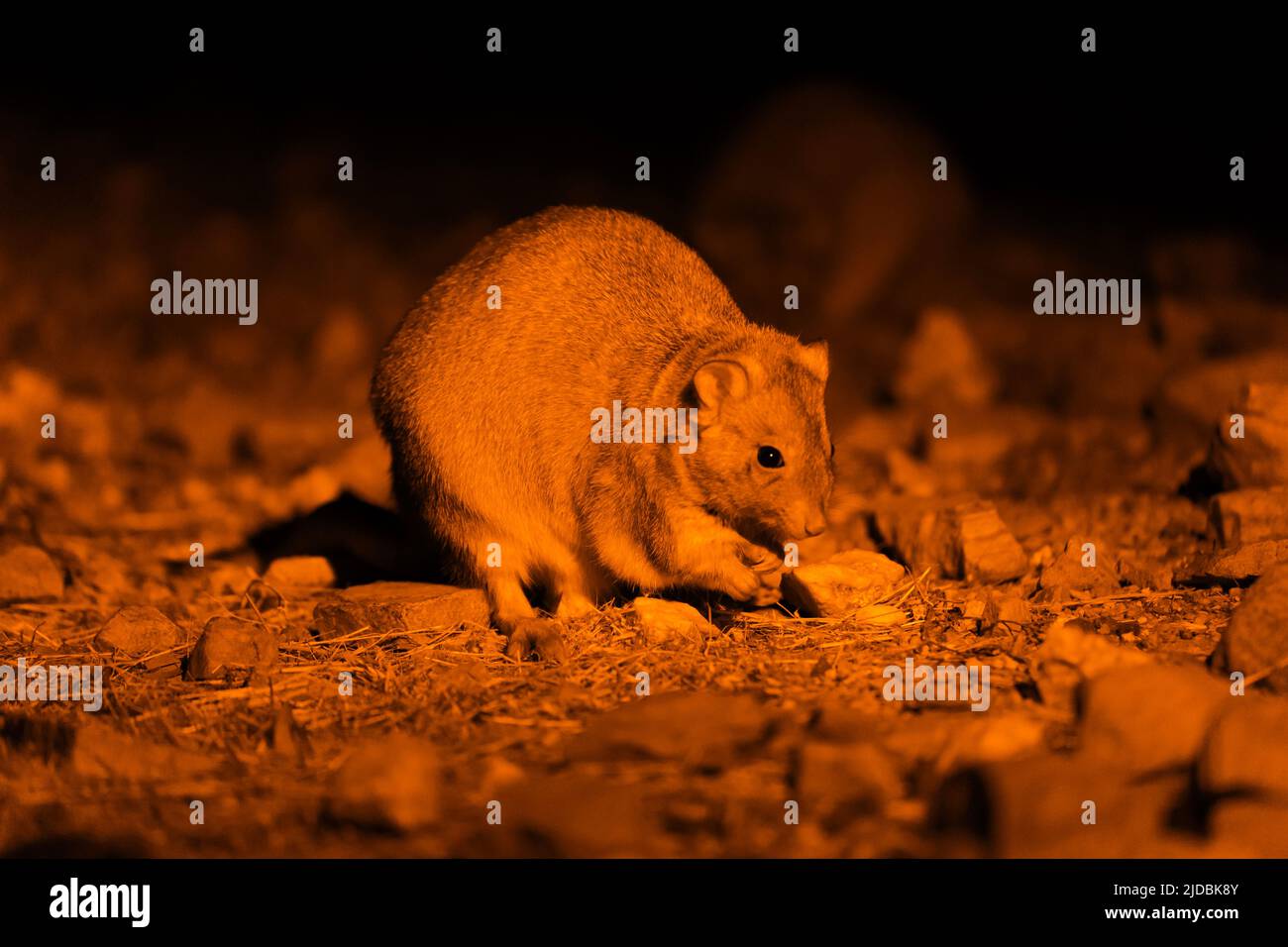 Mala fuori per il cibo di notte Foto Stock