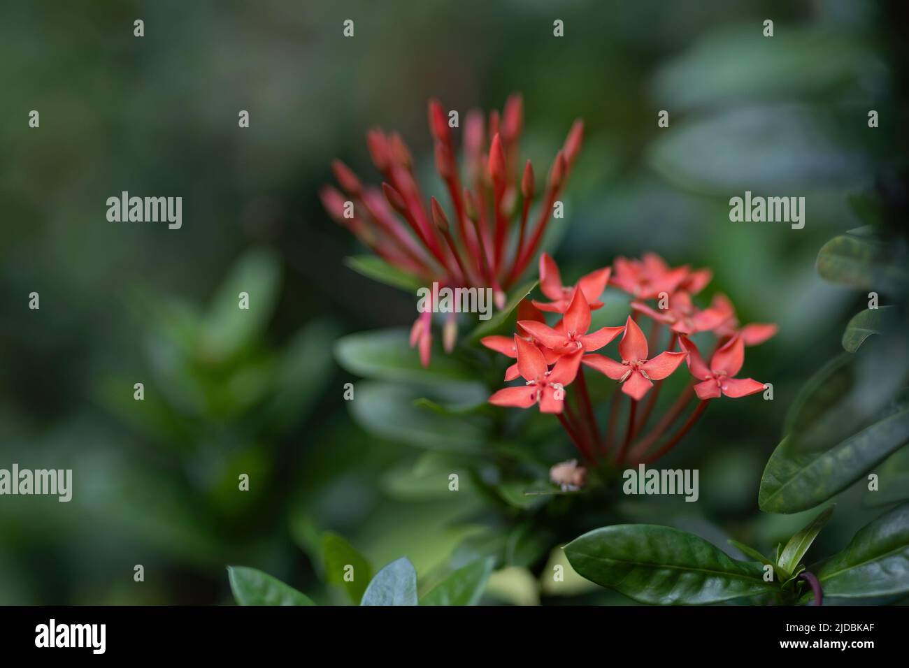 Primo piano West Indian Jasmine Flowers isolato sullo sfondo Foto Stock