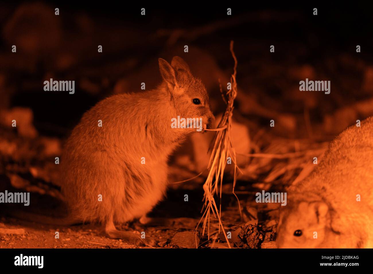 Mala fuori per il cibo di notte Foto Stock