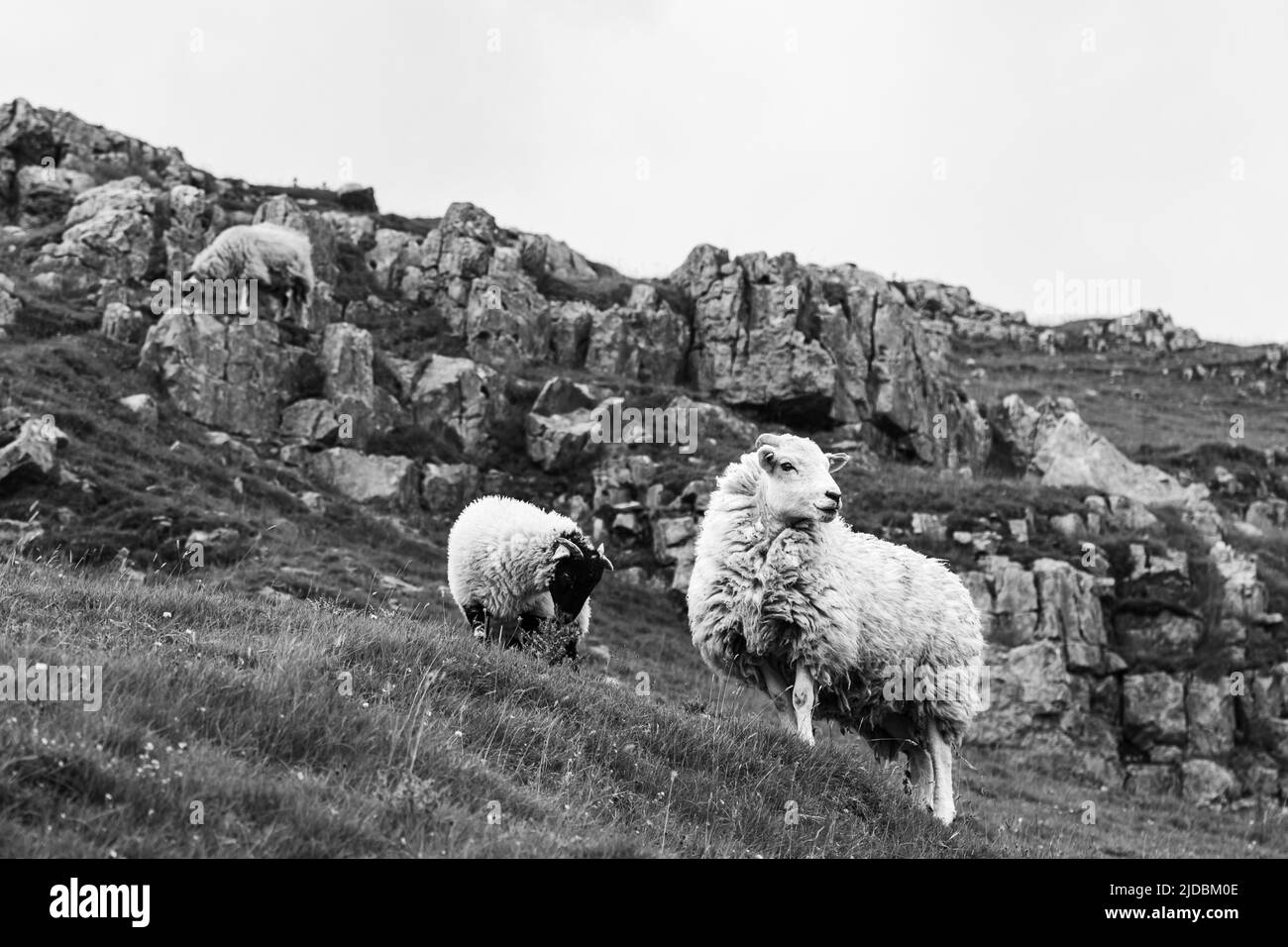 Un trio di pecore visto sulla collina sulla Yorkshire Dales vicino Ingelton, North Yorkshire. Foto Stock