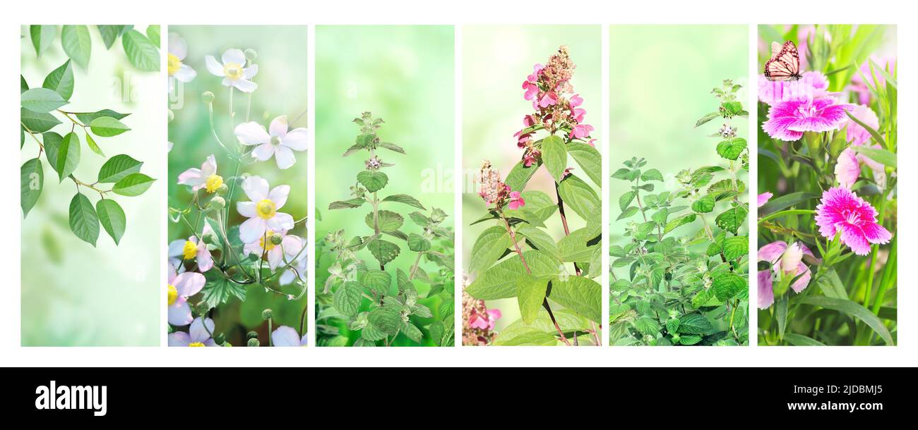 Set di scene estive con fiori, foglie verdi e erba. Collezione di banner a molla verticali. Spazio di copia per il testo Foto Stock